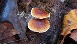 Gymnopus spongiosus image