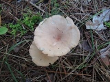 Clitocybe costata image
