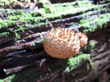 Leucopholiota decorosa image
