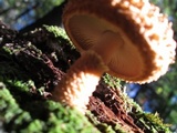 Leucopholiota decorosa image