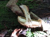 Leucopholiota decorosa image
