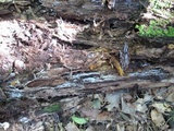 Leucopholiota decorosa image