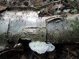 Tyromyces chioneus image