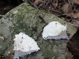 Tyromyces chioneus image