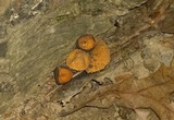Galiella rufa image
