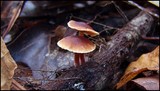 Gymnopus spongiosus image
