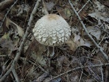Chlorophyllum olivieri image