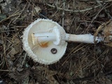 Chlorophyllum olivieri image