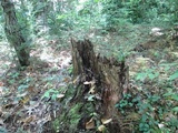 Ganoderma curtisii image