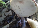 Ganoderma curtisii image