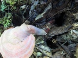 Ganoderma curtisii image