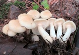 Clitocybe subconnexa image