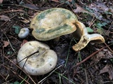 Lactarius chelidonium image