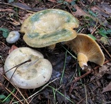 Lactarius chelidonium image