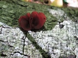 Auricularia angiospermarum image