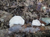 Tyromyces chioneus image