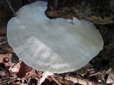 Tyromyces chioneus image