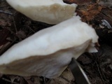 Tyromyces chioneus image