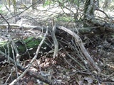 Tyromyces chioneus image