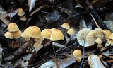 Marasmius siccus image