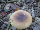 Amanita sect. Vaginatae image