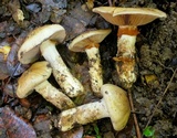 Cortinarius glutinosoarmillatus image