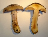 Cortinarius glutinosoarmillatus image