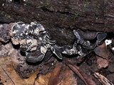Ionomidotis irregularis image