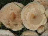 Lactarius torminosus image