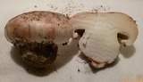 Tricholoma colossus image