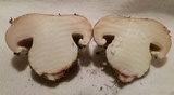 Tricholoma colossus image