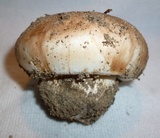 Tricholoma colossus image