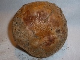 Tricholoma colossus image