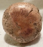 Tricholoma colossus image