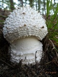 Amanita subcokeri image