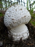 Amanita subcokeri image