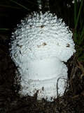 Amanita subcokeri image