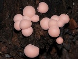 Lycogala epidendrum image