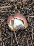 Russula brunneola image