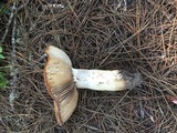 Russula fragrantissima image