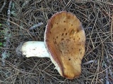 Russula fragrantissima image