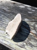 Fomitopsis mounceae image