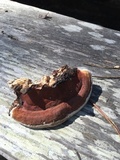 Fomitopsis mounceae image