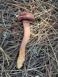 Chroogomphus vinicolor image