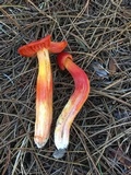Hygrocybe laetissima image