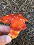 Hygrocybe laetissima image