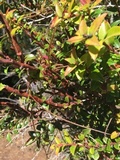 Pucciniastrum goeppertianum image