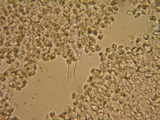Mycena quiniaultensis image