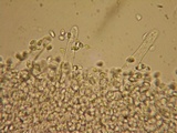 Mycena quiniaultensis image