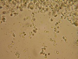 Mycena quiniaultensis image